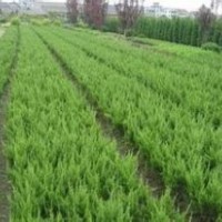 供應(yīng)紅葉石楠，蜀檜，紅葉小檗，萱草