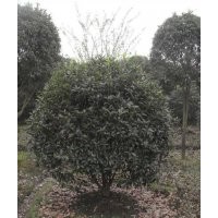 供應直徑16公分叢生桂花樹，湖南18公分桂花樹，桂花樹培育基地