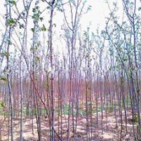 特價！原生 香花槐小苗0.5元上車 河北唐山