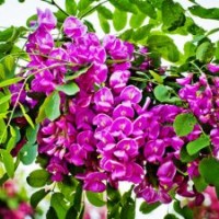 特價！原生 香花槐1公分1元 富貴樹 紅花槐 紫花槐 河北唐山
