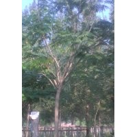 供應(yīng)（6,7,8，公分國(guó)槐）1萬(wàn)棵