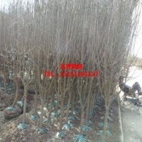 王府海棠