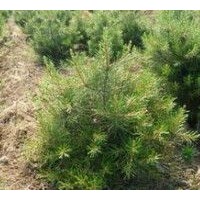 1米華山松出售、1米華山松大量低價優(yōu)惠供應(yīng)