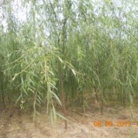 低價(jià)處理柳樹(shù)3到6公分量大