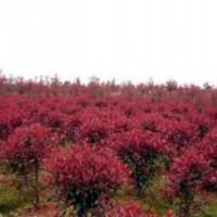 精品紅葉石楠價(jià)格 南京紅葉石楠小苗價(jià)格 8公分紅葉石楠價(jià)格