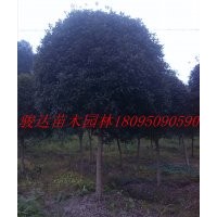 四川桂花樹(shù)、重慶銀杏樹(shù)、雅安桂花樹(shù)、湖北紅豆杉樹(shù)、等綠化苗木