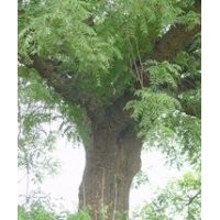 最新黃連木價格 南京10公分15公分20公分黃連木價格