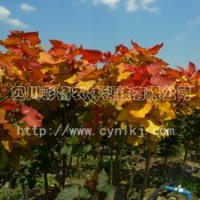 彩色植物“紅霞楊”Ⅰ號(hào)、金紅楊、黃紅楊、金黃楊