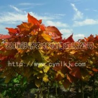 中紅楊、紅黃楊、黃紅楊、金黃楊、“紅霞楊”Ⅰ號(hào)、金紅楊