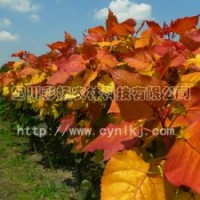 “紅霞楊”Ⅰ號(hào)，金紅楊，金黃楊，中紅楊，紅葉楊，綠化彩化
