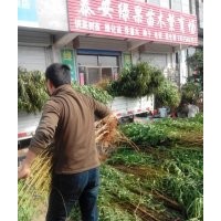 供速生楊