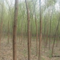 大量出售垂柳、速生柳、金葉榆