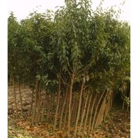 供應(yīng)大葉女貞，欒樹，垂柳，法桐，國(guó)槐