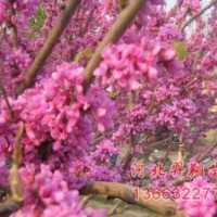紫荊