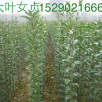 2公分大葉女貞，5公分大葉女在價格