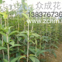 1米高八月桂花苗，1公分桂花批發(fā)價格