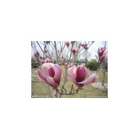其他綠化苗木價(jià)格_2014櫻花,海棠。山楂。紅葉李子,白皮松批...