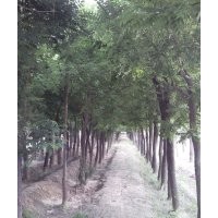 10公分國(guó)槐價(jià)格