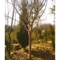 直銷地徑1-12公分百日紅，紅葉李，紫葉桃