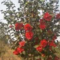 出售丹桂、茶花、樟樹苗木
