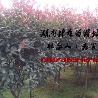 紅葉石楠|3公分紅葉石楠價(jià)格