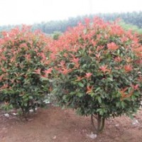2米紅葉石楠球