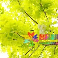 河南名品花木供應金葉刺槐優(yōu)惠