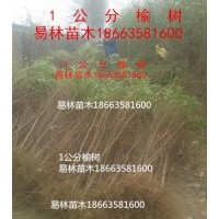 1.5公分榆樹(shù)價(jià)格，2公分榆樹(shù)價(jià)格