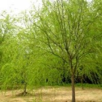 柳樹垂柳漳河柳金絲青皮柳竹柳廉價(jià)提供