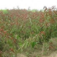 碧桃專營紅葉碧桃廉價(jià)紅葉碧桃