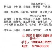 西府海棠苗-西府海棠苗價格-山西西府海棠苗