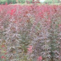 出售垂柳，大葉女貞，香樟，紅葉石楠等綠化苗木
