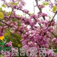 銷售紫荊，紫荊叢生價格，紫荊基地