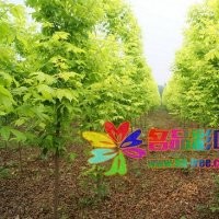 金葉復(fù)葉槭規(guī)格齊全