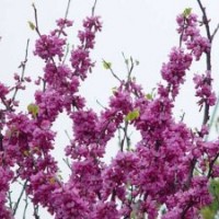 紫荊