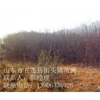 大葉女貞，百日紅，木瓜，高桿櫻花小苗