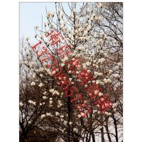 南京白玉蘭價格 白玉蘭報價 光輝苗圃白玉蘭價格
