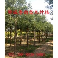 國槐樹哪里多哪里最便宜