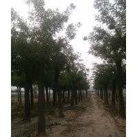 18公分國槐批發(fā)價(jià)格