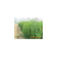 供白皮松 油松 側(cè)柏