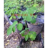 廣東辣木籽（pkm1),辣木樹，中山辣木苗批發(fā)
