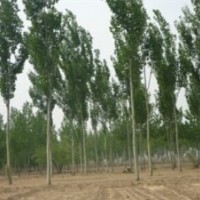 供應(yīng)、各種綠化大小
