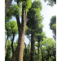 供應(yīng)25公分精品骨架欒樹，胸徑30公分移植欒樹，30公分欒樹價格