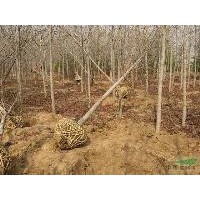 最新15公分楓香價(jià)格 南京楓香基地