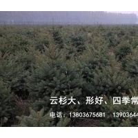 大量云杉 價(jià)格優(yōu)惠