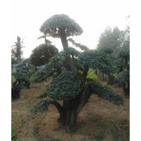 對節(jié)白臘