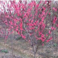 大量紅葉碧桃小苗批發(fā)，3-8公分紅葉碧桃供應，優(yōu)質紅葉碧桃價格