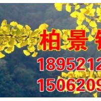 銀杏樹