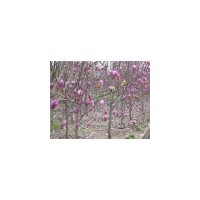 雪松產(chǎn)地一手低價(jià)直銷1~10米雪松籽播苗