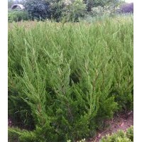 龍柏低價(jià)處理，蜀檜地徑處理，刺柏地徑處理